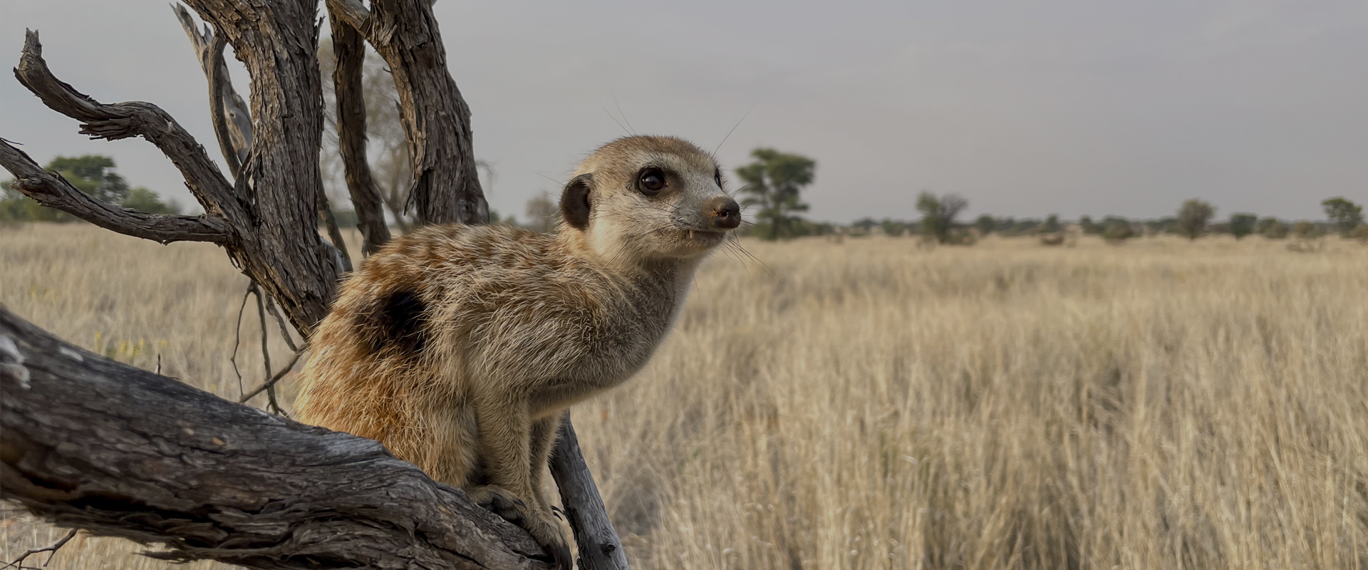 Nature's Leading Ladies