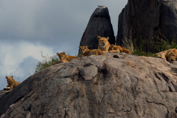 Great Species of Africa