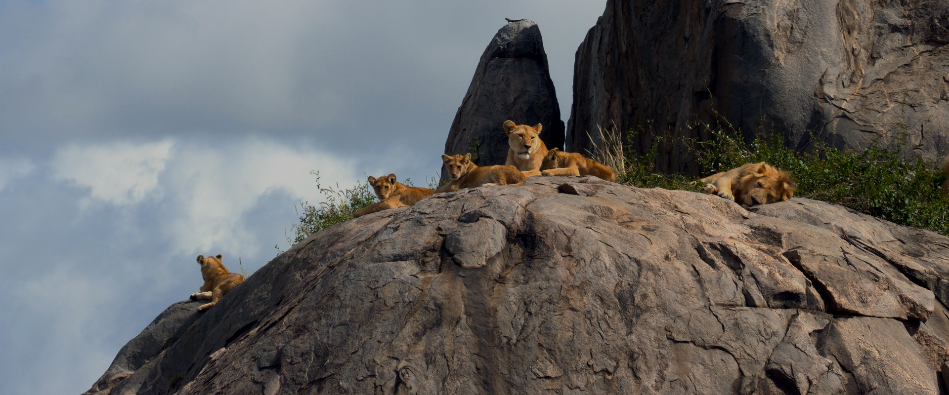 Great Species of Africa