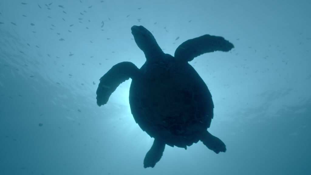 Secrets of the Enchanted Waters — S1E1 — Oceans