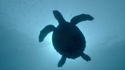 Oceans