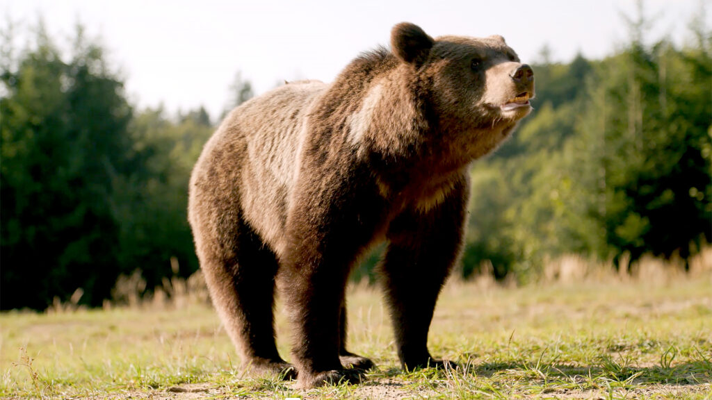 Saving Carpathia: Kingdom of the Bear - S1
