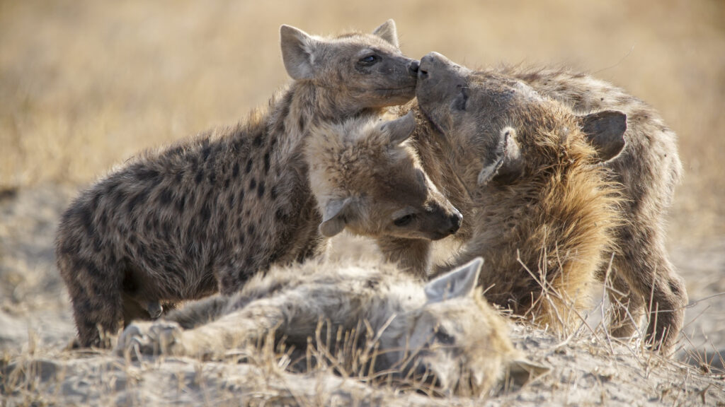 Nature’s Leading Ladies — S1