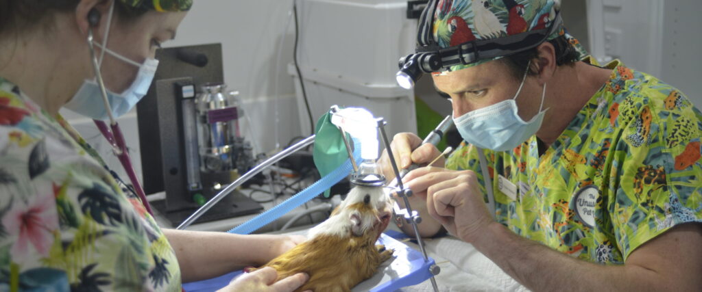 The Bizarre Pet Vets — S1E4 — 104
