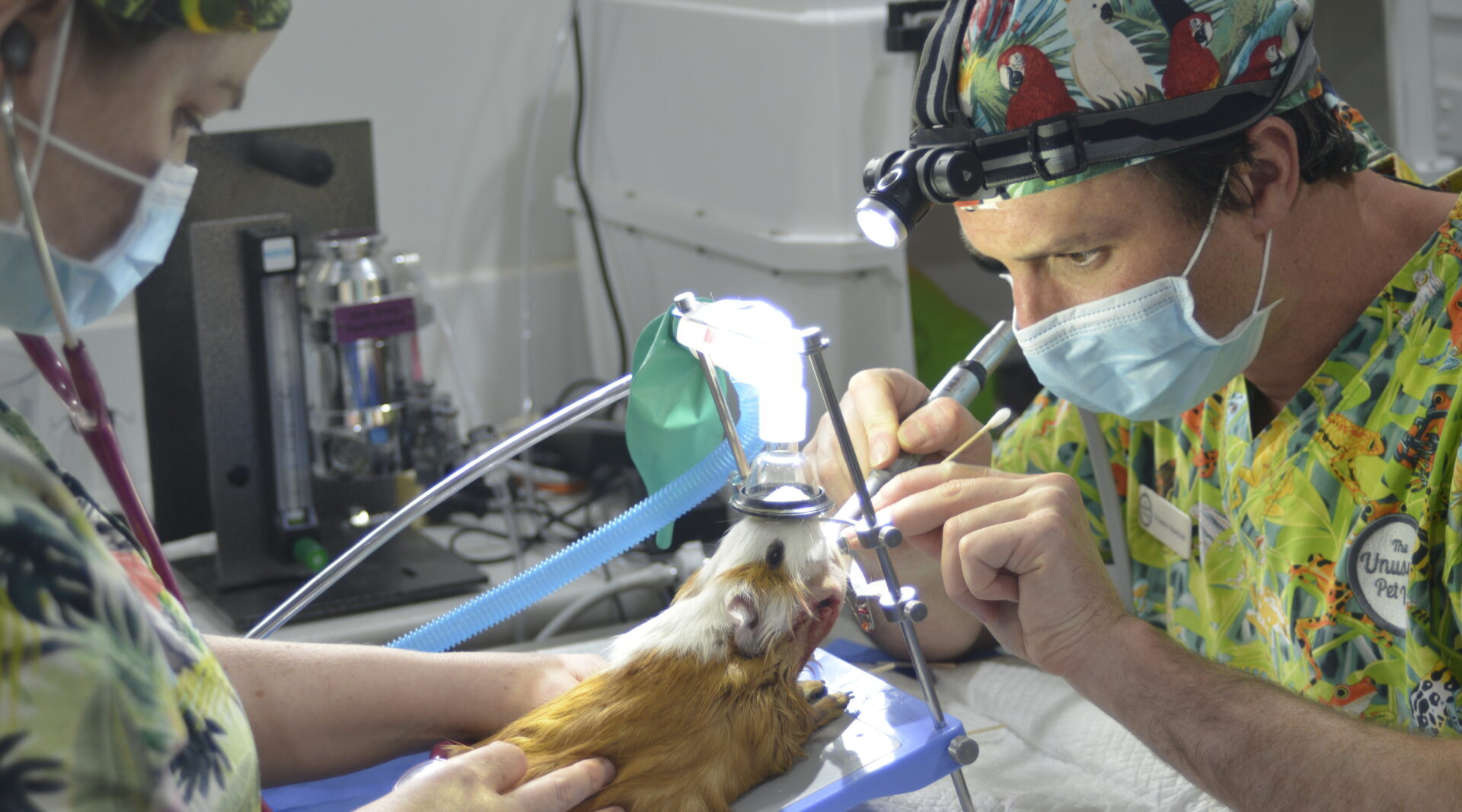 The Bizarre Pet Vets