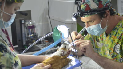 The Bizarre Pet Vets — Episode 4