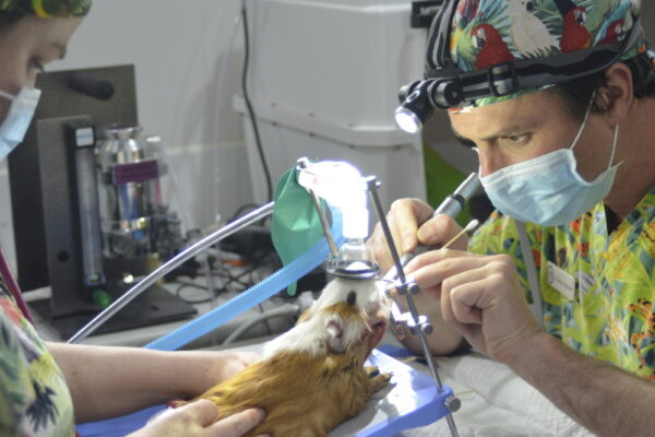 The Bizarre Pet Vets