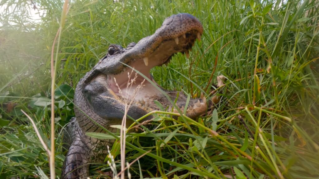 Texas Gator Savers — S1E1 — Death Roll