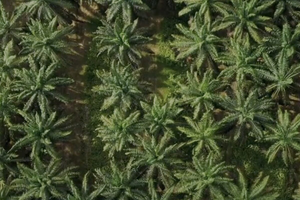 Borneo: The Miraculous Forest