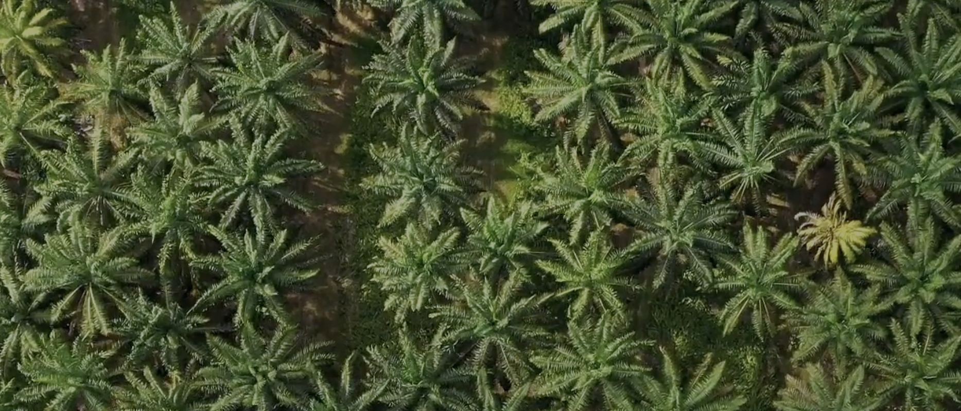 Borneo: The Miraculous Forest