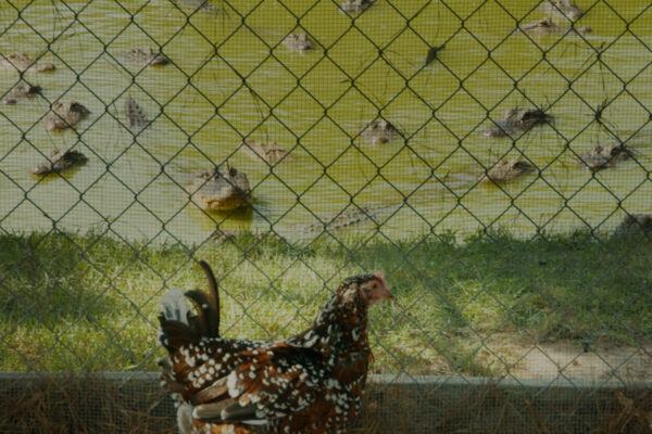 Texas Gator Savers