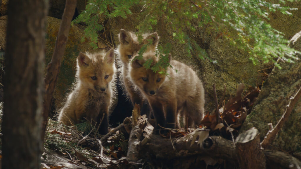 New England’s Wildlife Wonders — S1