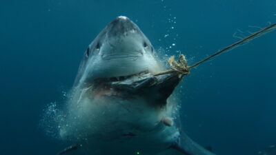 Boss Shark — Episode 0