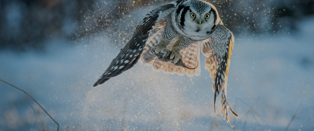 Wild Winter — S1E4 — Cycle of Life