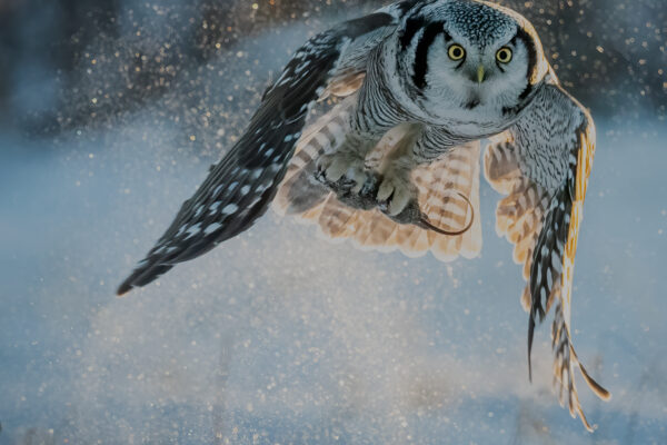 Wild Winter