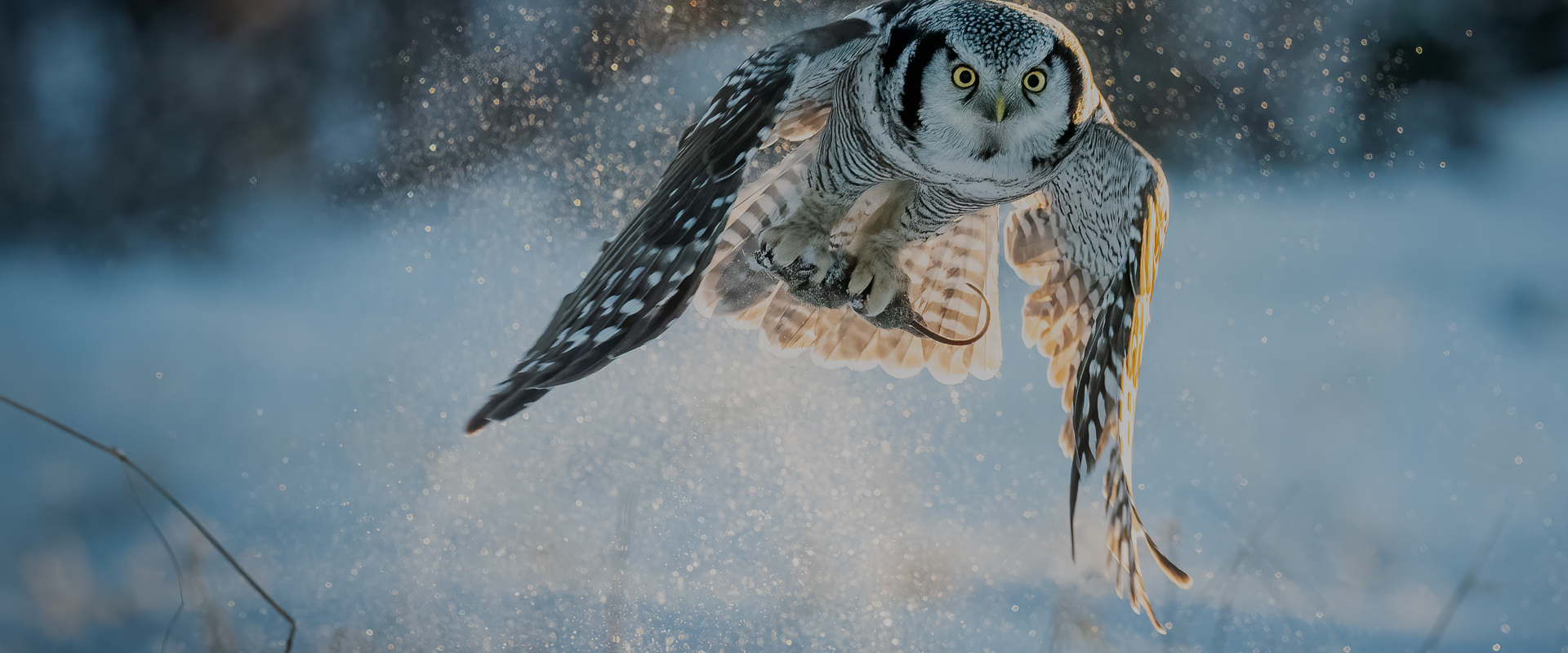 Wild Winter