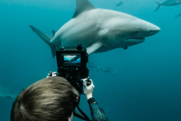 Bull Shark Showdown