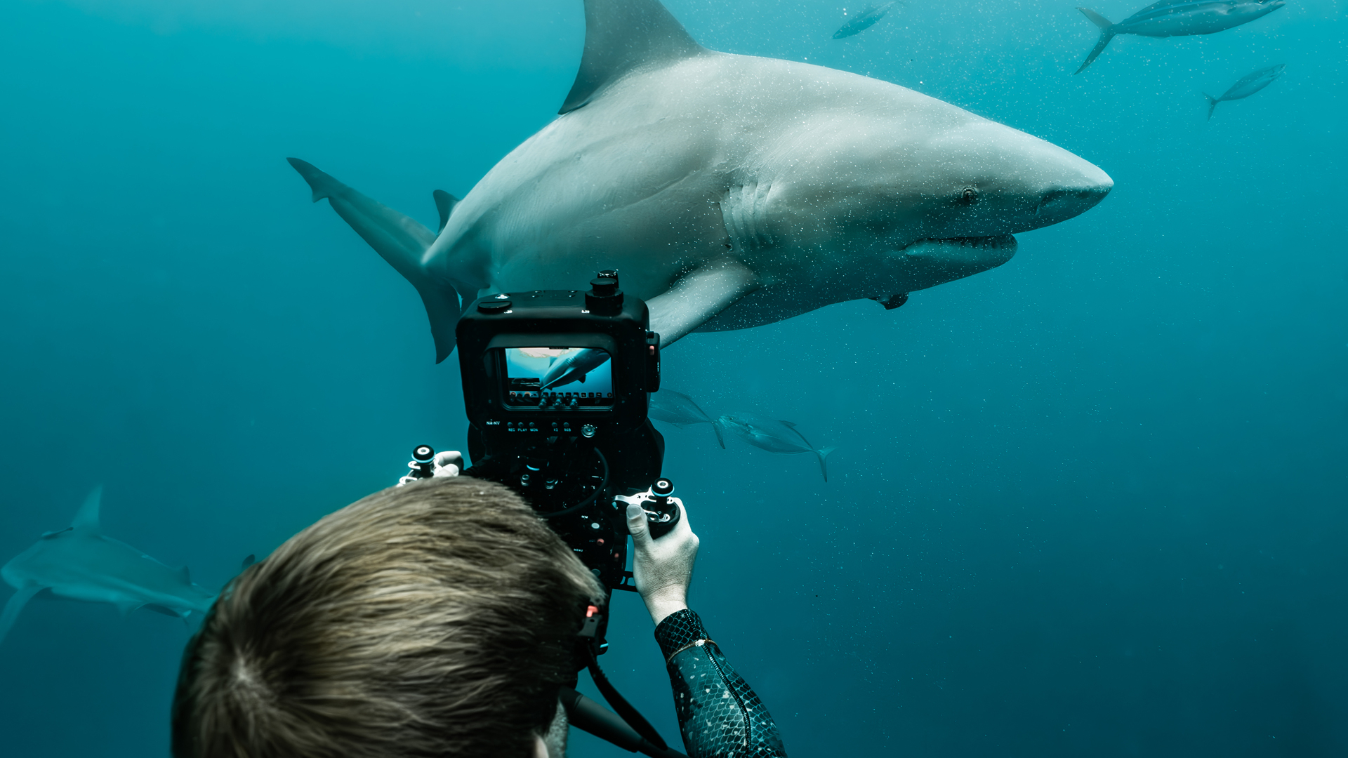 Bull Shark Showdown