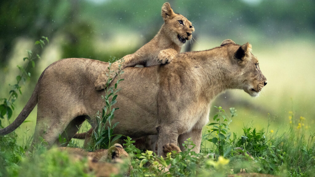 Big Cats, Small World — S1E1 — Summer Cubs