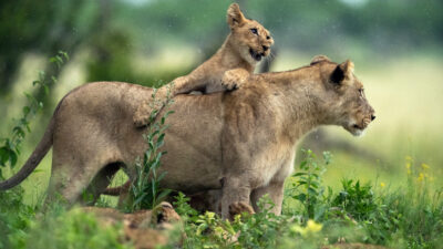 Summer Cubs