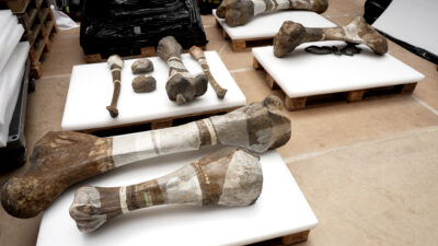 In the Footsteps of the Giant Mammoth — Episode 0