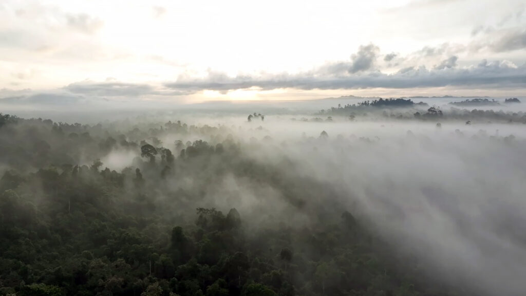 Borneo: The Miraculous Forest — S1