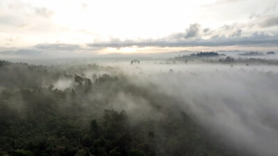 Borneo: The Miraculous Forest — Episode 0