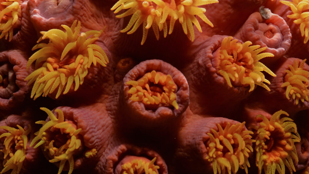 Coral City — S1E3 — Autumn