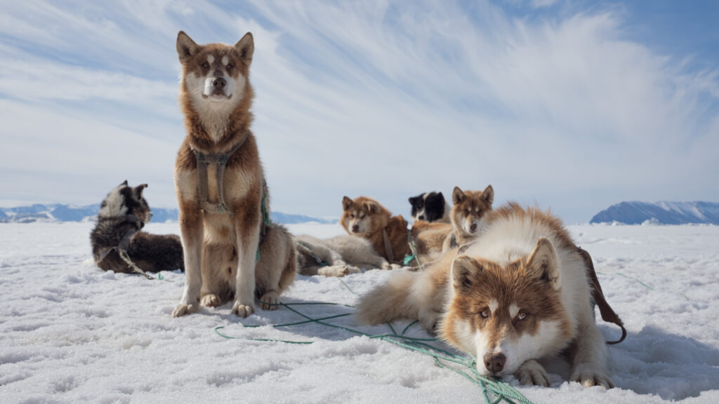 Arctic — S1