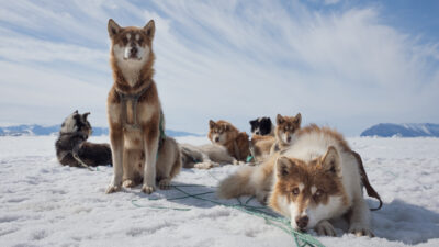 Arctic — Episode 0