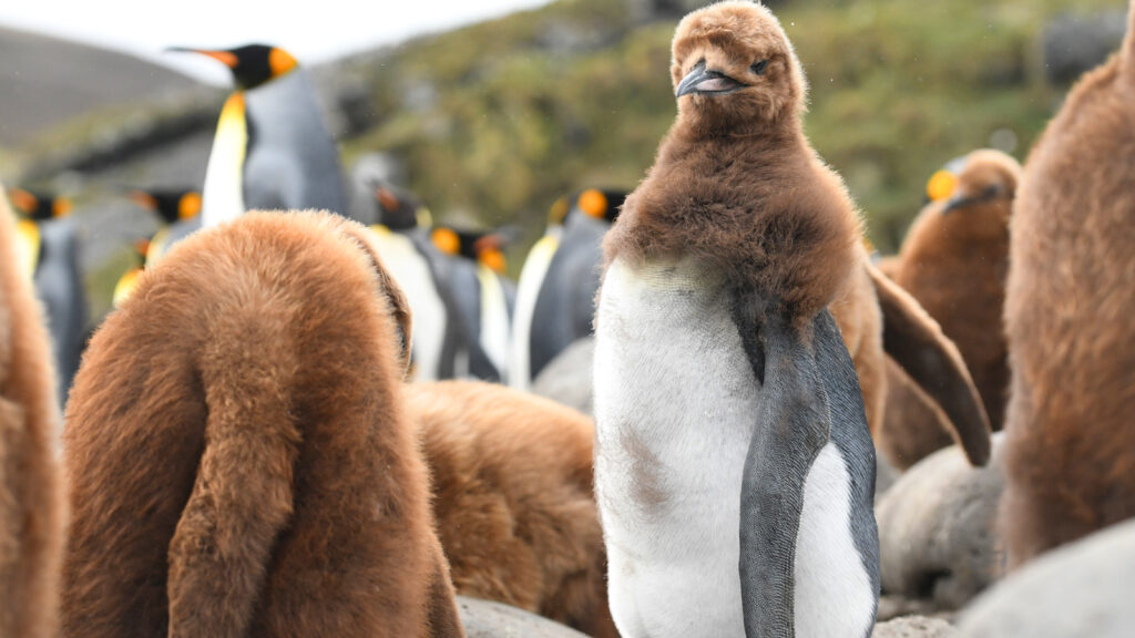 A Year on Planet Earth — S1E1 — Winter