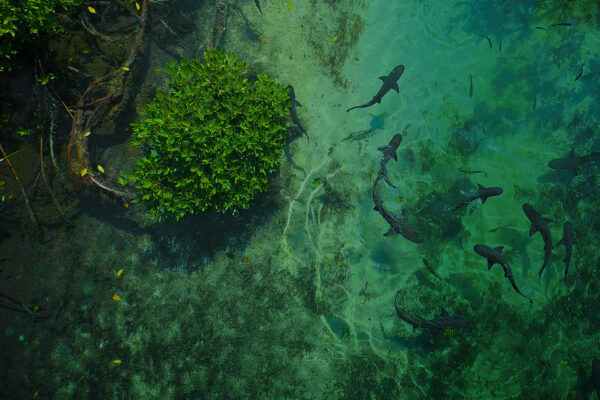 Secrets of the Enchanted Waters