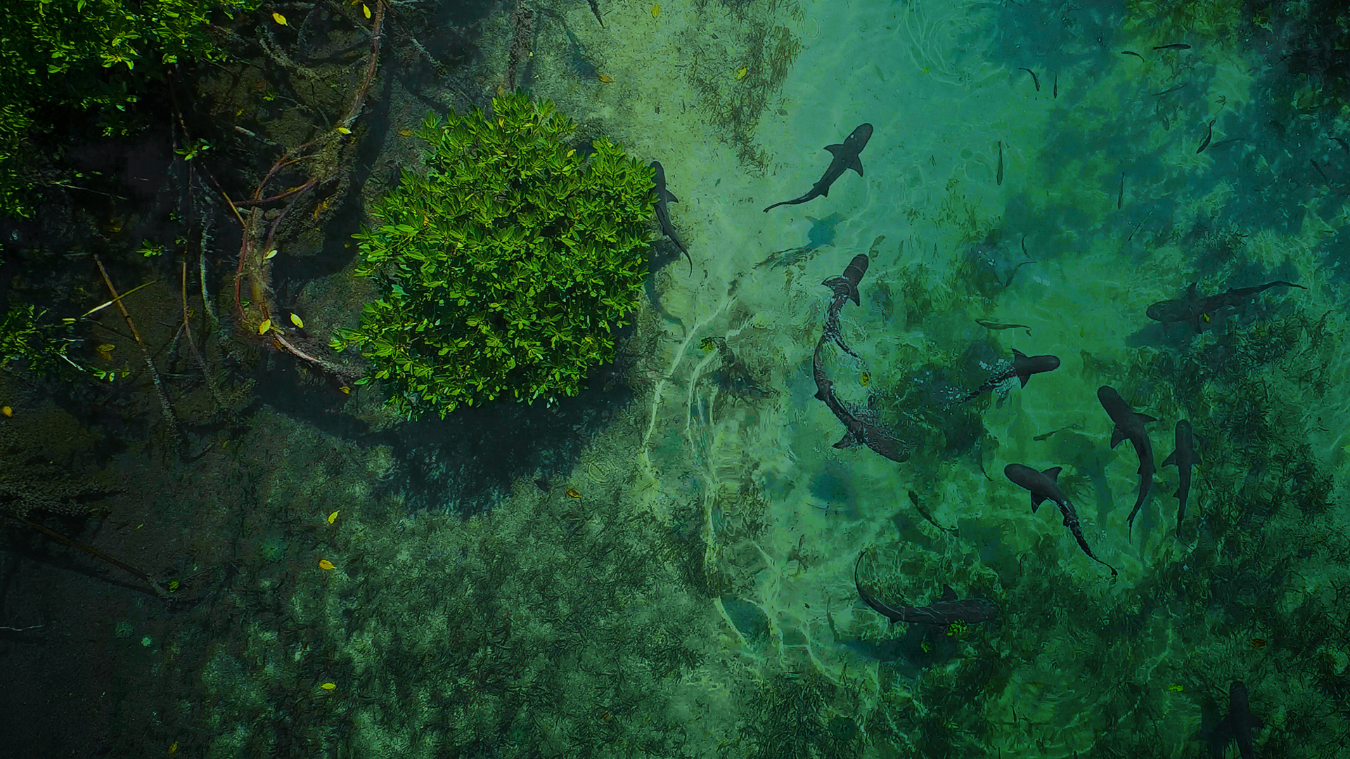 Secrets of the Enchanted Waters