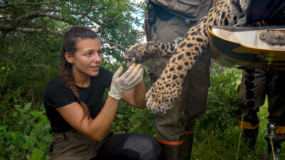Into the Wild: Jaguar Journals Reveals Big Cat Secrets