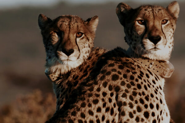 A Cheetah's Pride