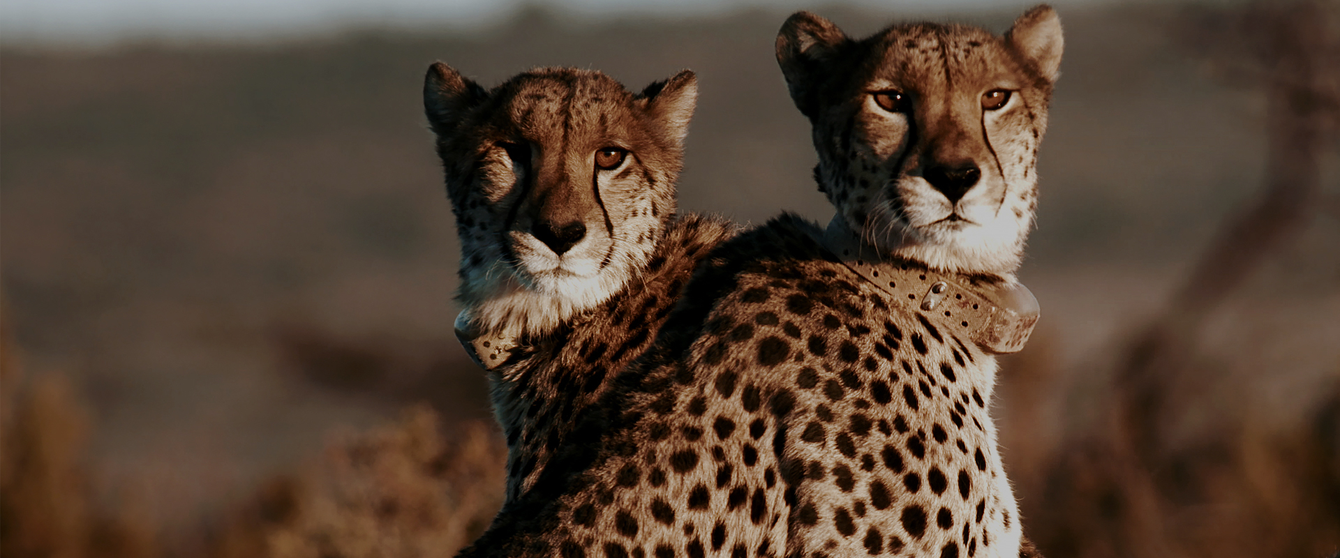 A Cheetah's Pride