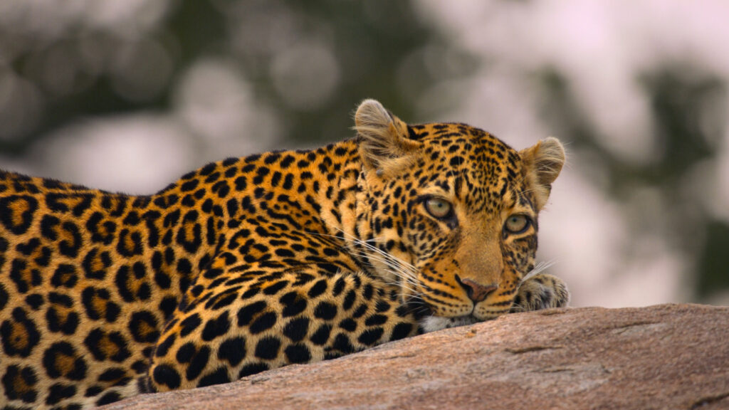 Great Species of Africa — S1E1 — Big Cats