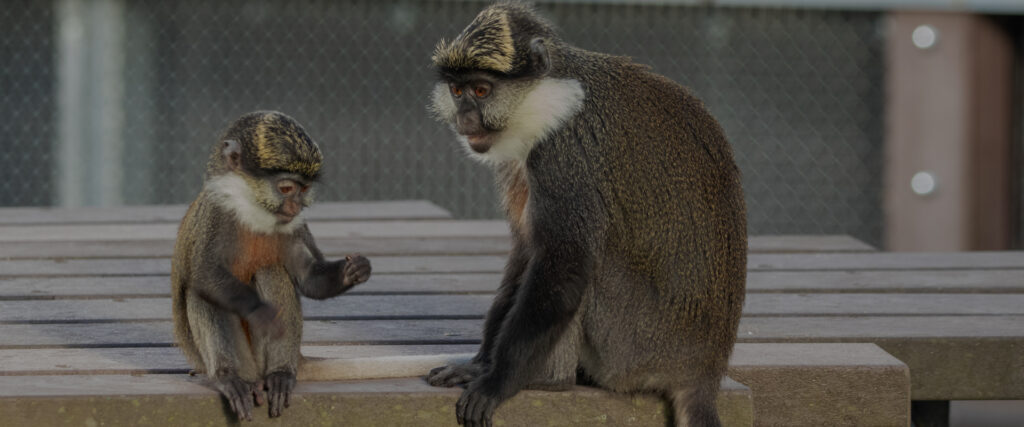 Monkey Life — S14E8 — 1408