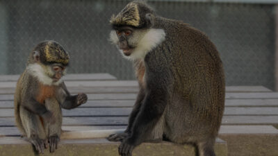 Monkey Life — Episode 4