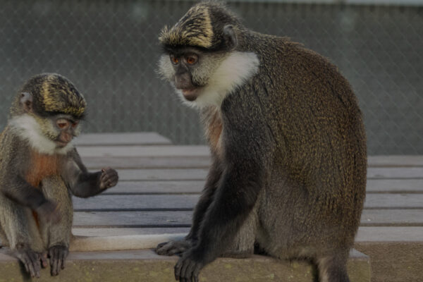 Monkey Life