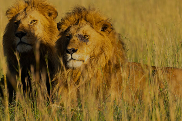 Brotherhood of Lions
