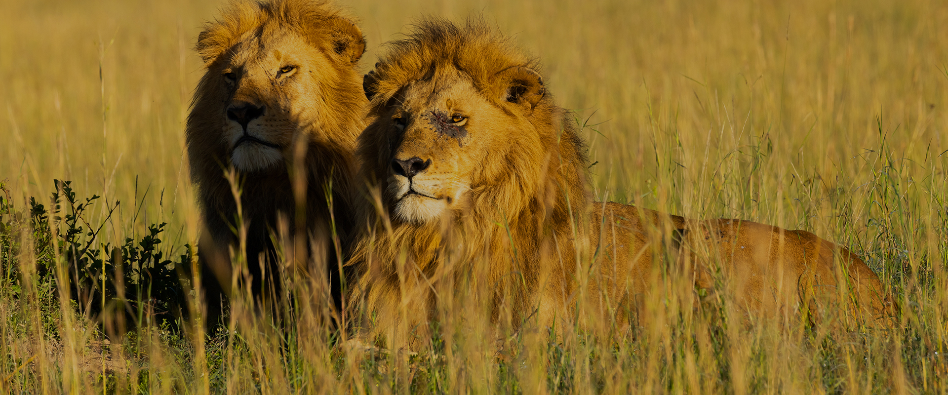 Brotherhood of Lions