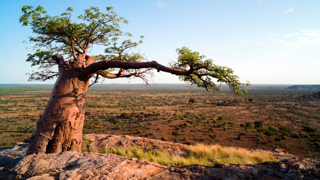 Massive Africa — S1E1 — Luangwa Valley