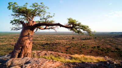 Luangwa Valley