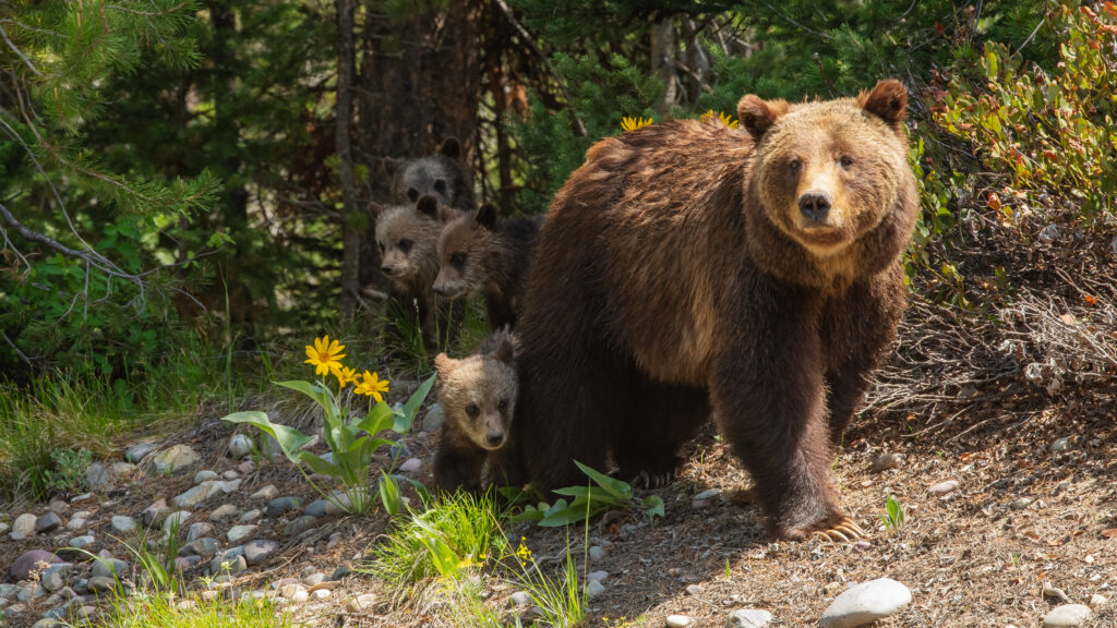 Grizzly: Królowa Tetonów - S1
