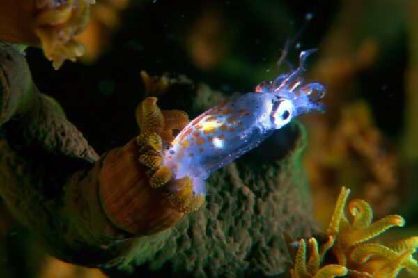 Coral City