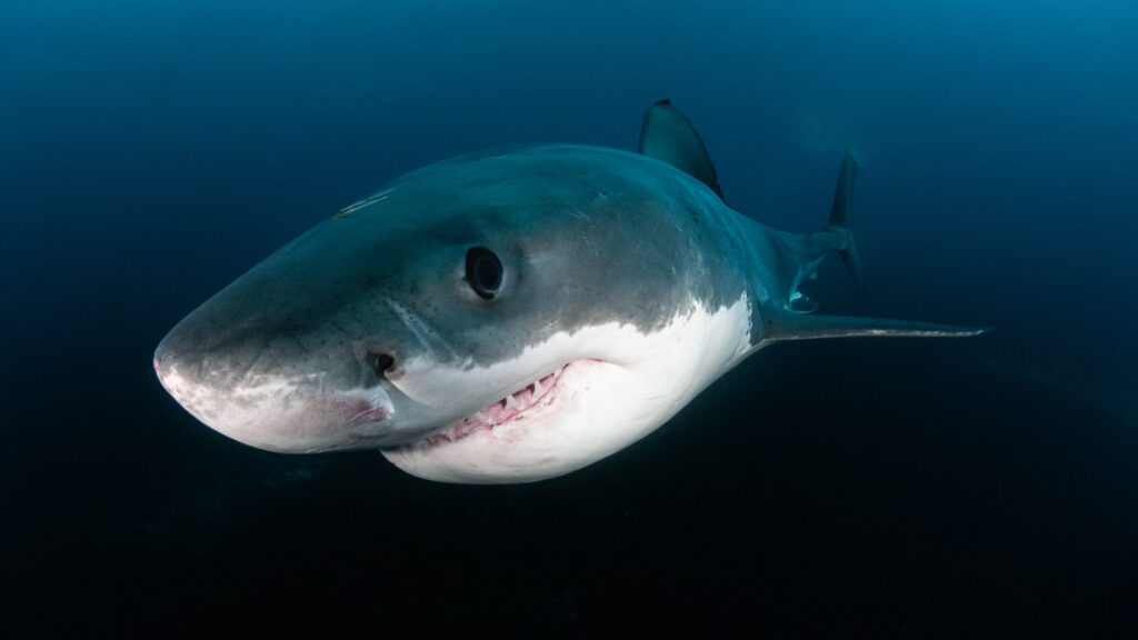 Megasharks of Dangerous Reef — S1