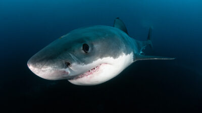 Megasharks of Dangerous Reef — Episode 0