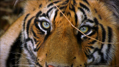 Bastion of the Tiger Moms