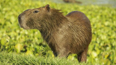 The Pantanal